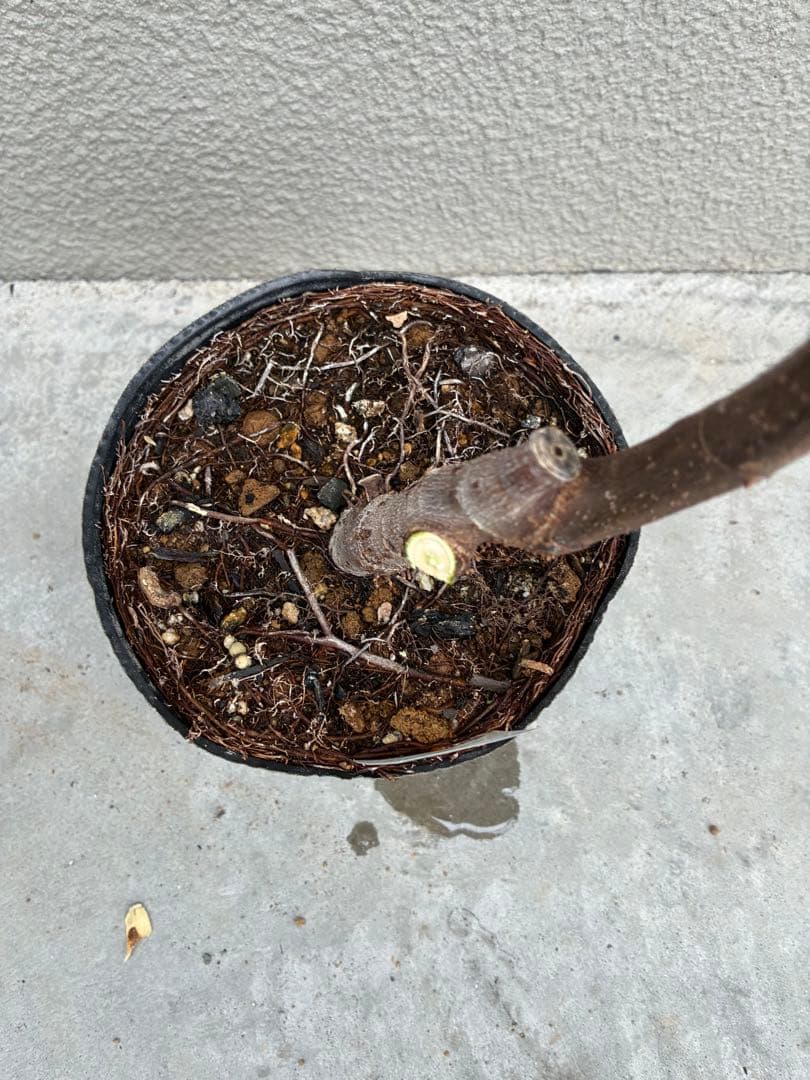 極甘！黒いちじく食べ比べセット【ヌアールドカロン＆ビオレソリエス】挿し木2年苗