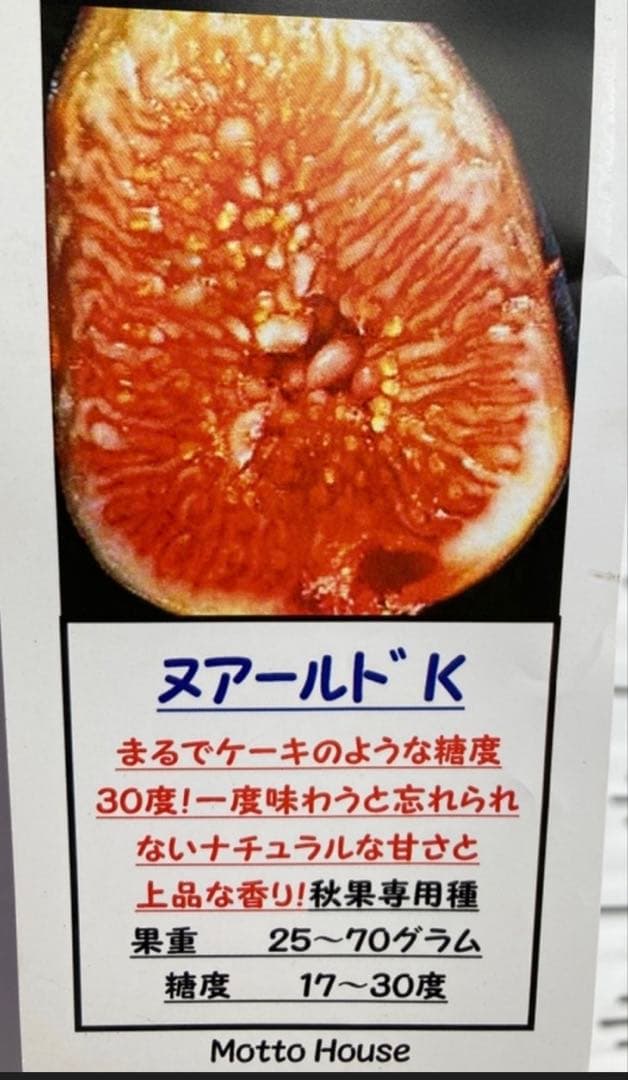 極甘！黒いちじく食べ比べセット【ヌアールドカロン＆ビオレソリエス】挿し木2年苗