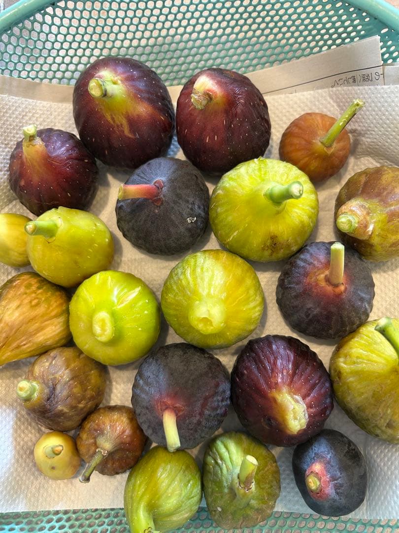 イチジク穂木　NO1 ご注文お伺いします