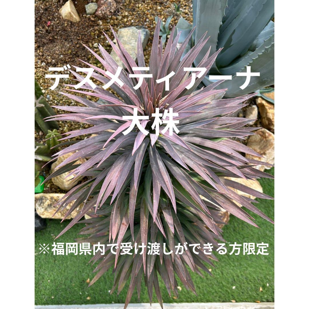 デスメティアーナ　※福岡県内で受け渡しできる方限定