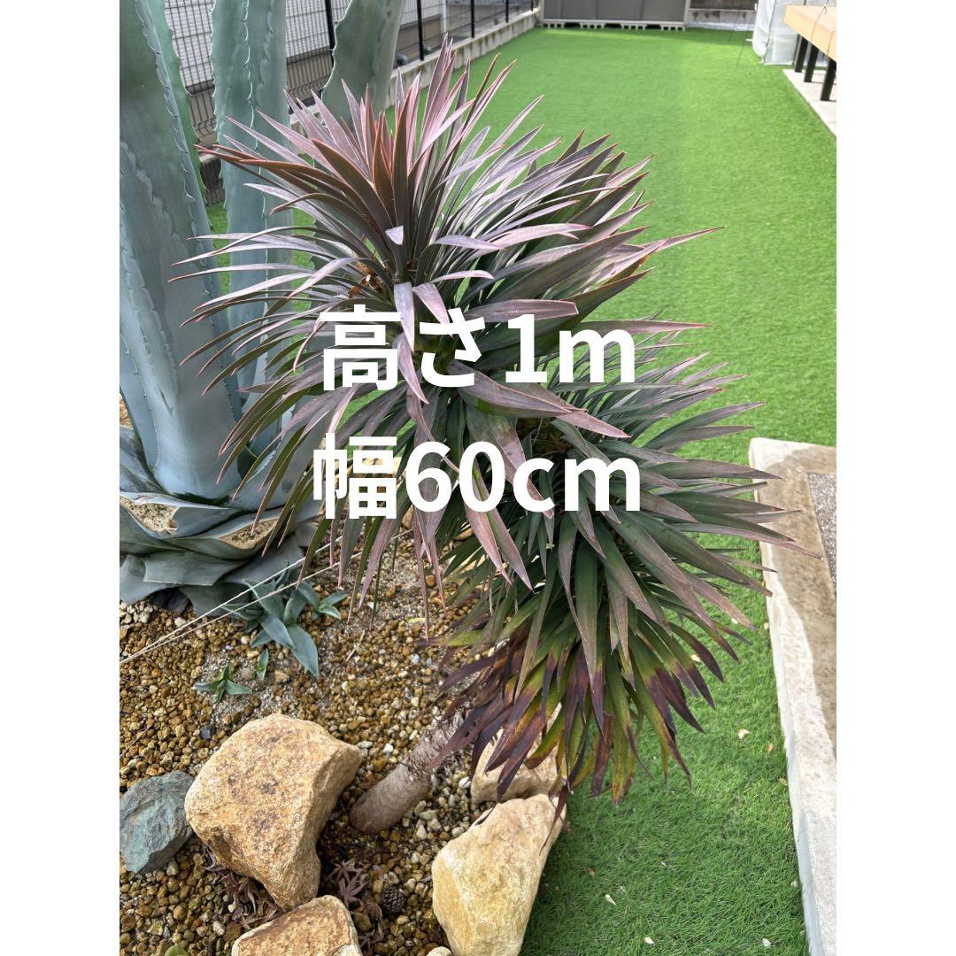 デスメティアーナ　※福岡県内で受け渡しできる方限定