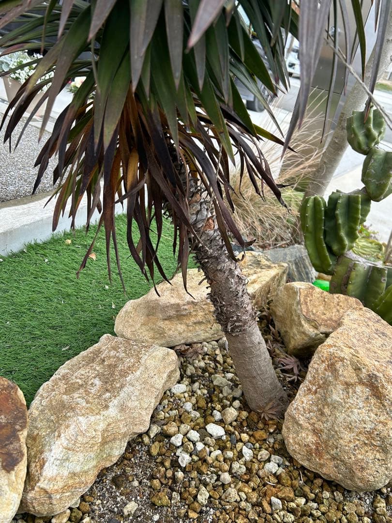 デスメティアーナ　※福岡県内で受け渡しできる方限定