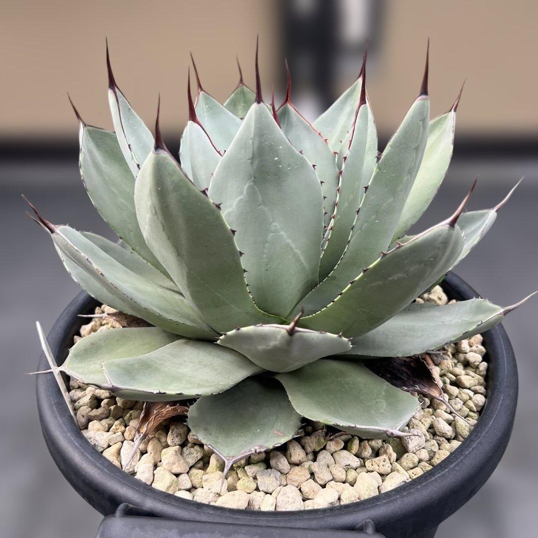 アガベ　パリートランカータ　中株