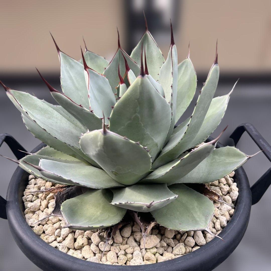 アガベ　パリートランカータ　中株