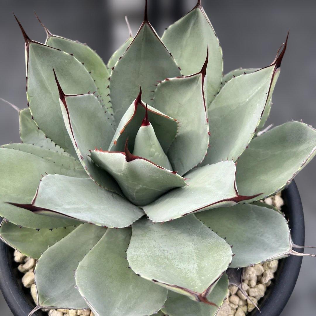 アガベ　パリートランカータ　中株