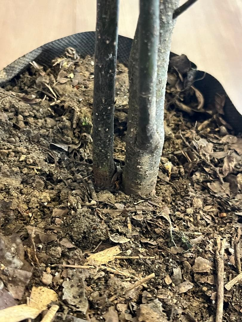 山採り天然　クロモジ　2