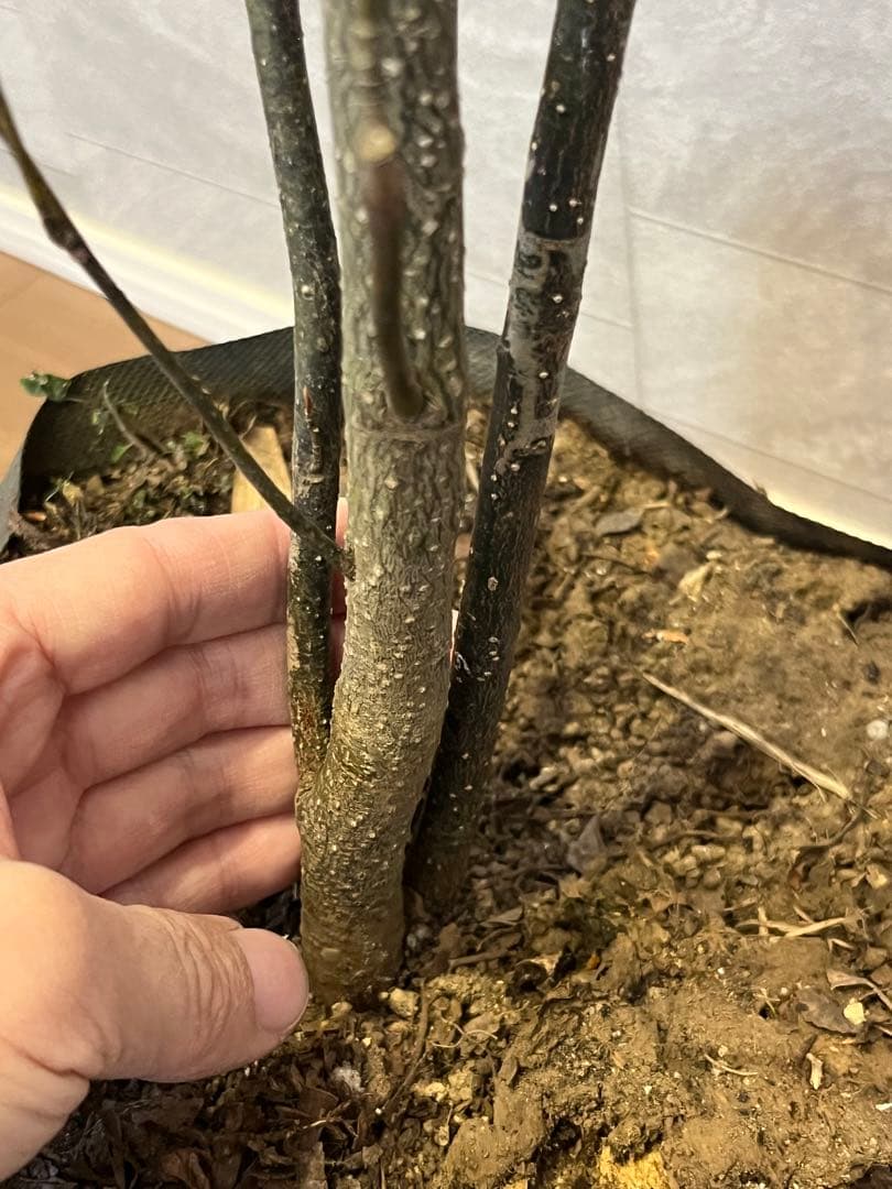 山採り天然　クロモジ　2