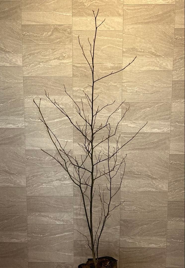 山採り天然　クロモジ　2