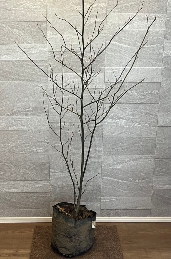 山採り天然　クロモジ　2