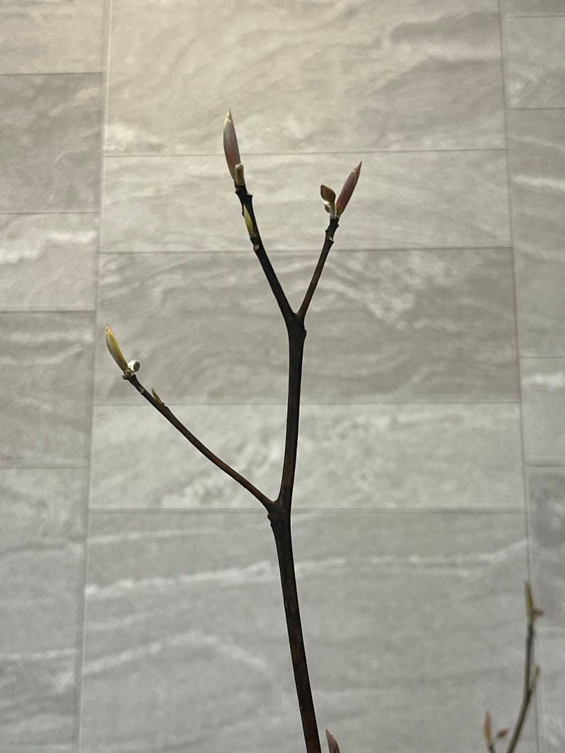 山採り天然　クロモジ　2