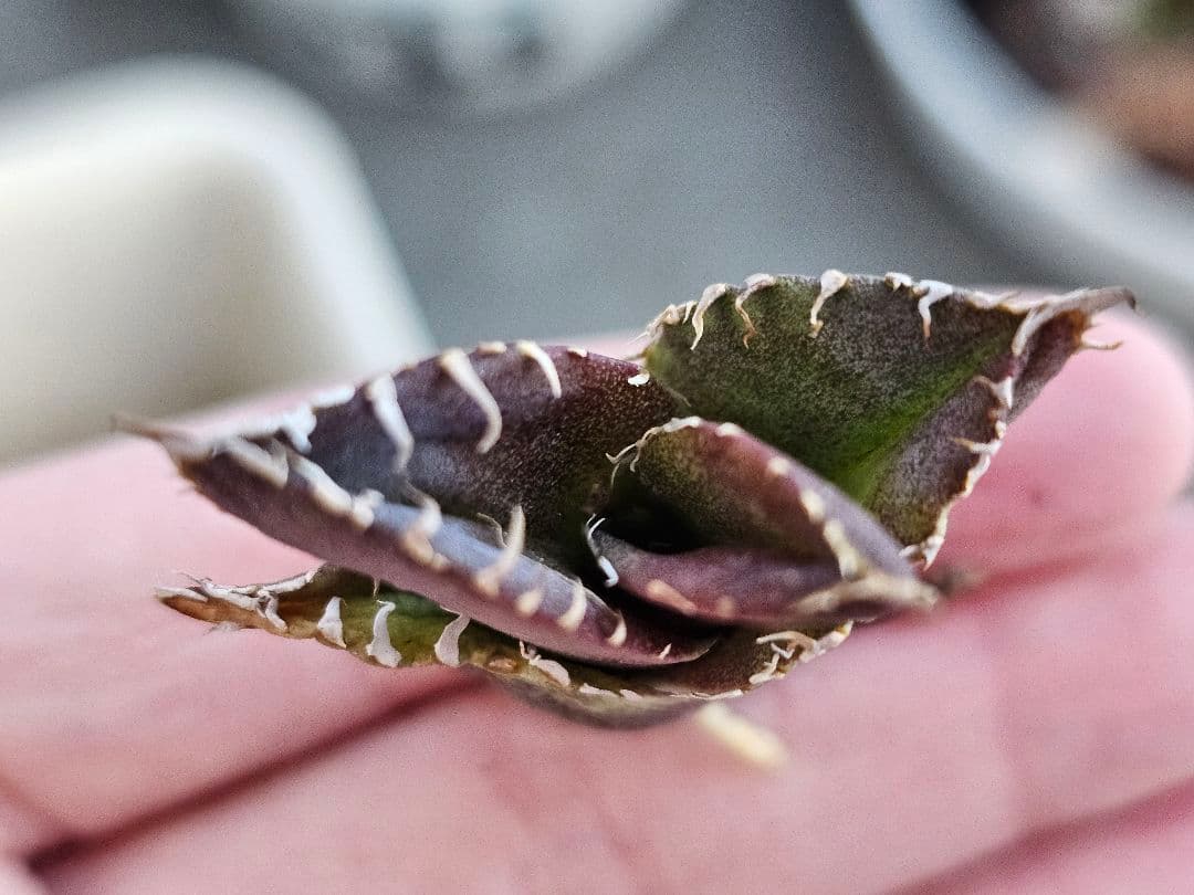 高級品種 アガベ　チタノタ　麻花龍　希少子株ブツブツ系 再入荷OC 特選アガベ