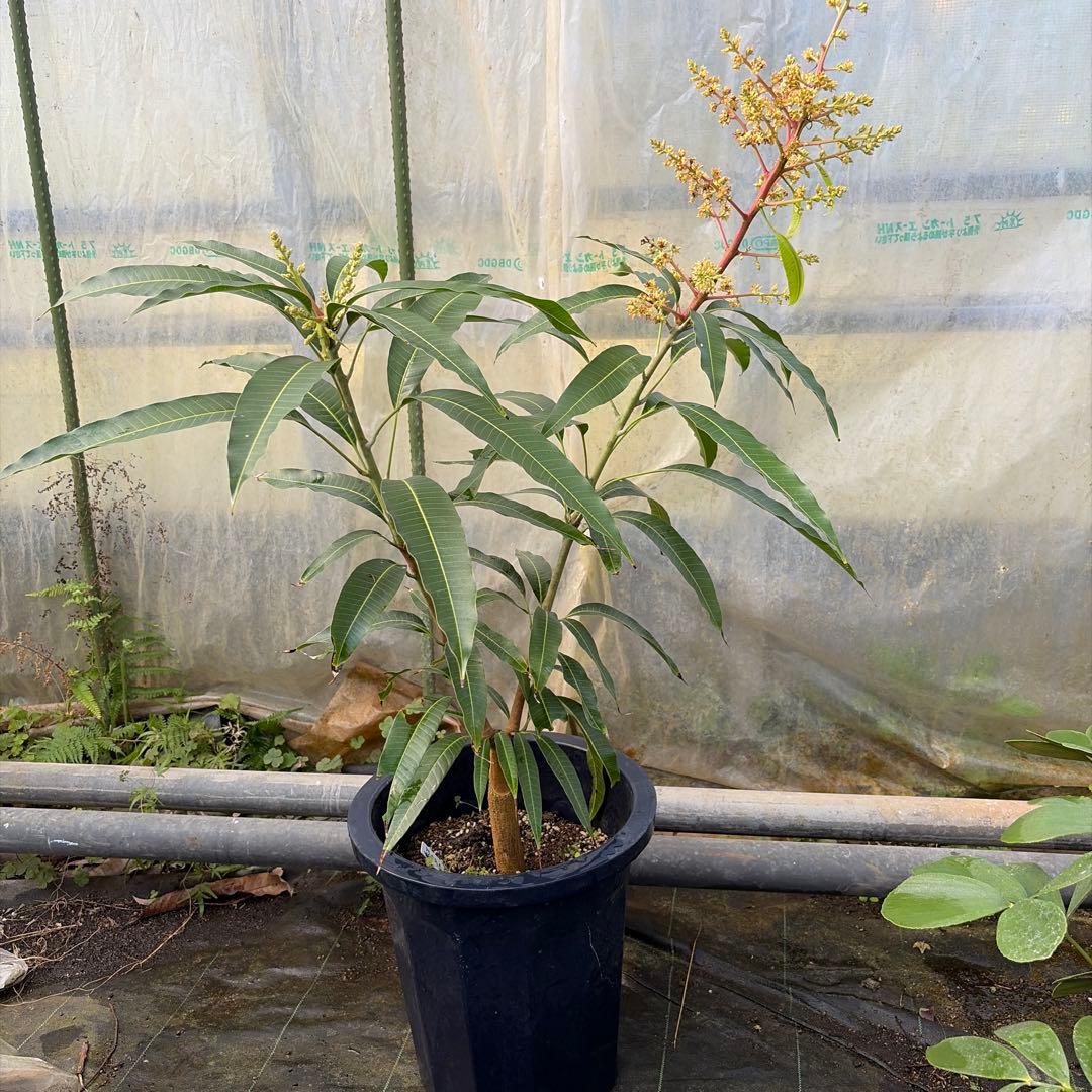 紅キンコウ　マンゴー苗　花芽付き　10号サイズ