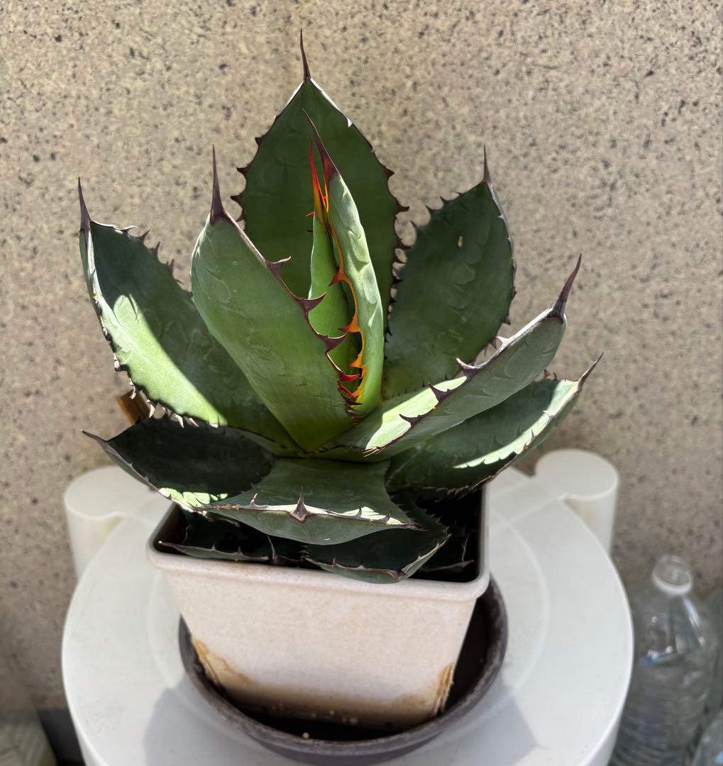 レア‼️スクエアトゥース アガベ コロラータ × ホリダ　ハイブリッド