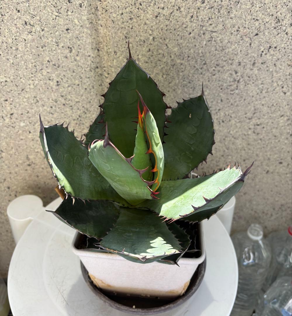 レア‼️スクエアトゥース アガベ コロラータ × ホリダ　ハイブリッド