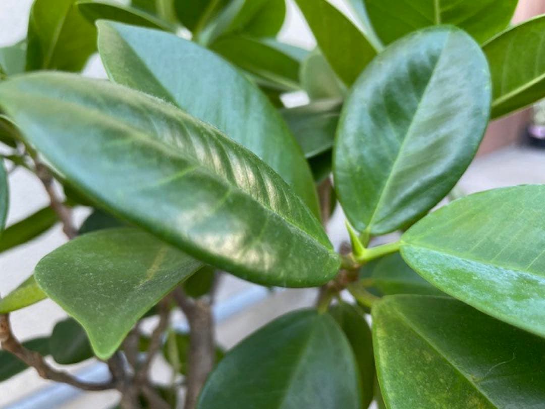 直接引取◾️フィカス・レツーサ　ジャンボリーフ ガジュマル観葉植物 120cm