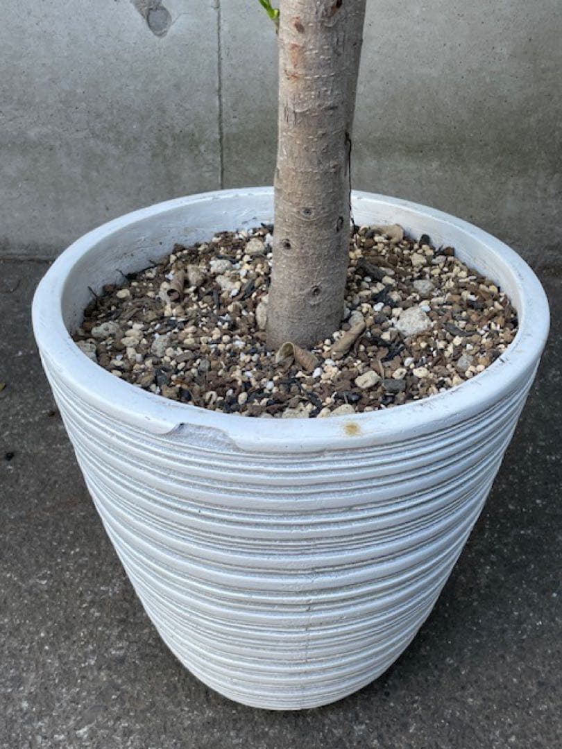 直接引取◾️フィカス・レツーサ　ジャンボリーフ ガジュマル観葉植物 120cm