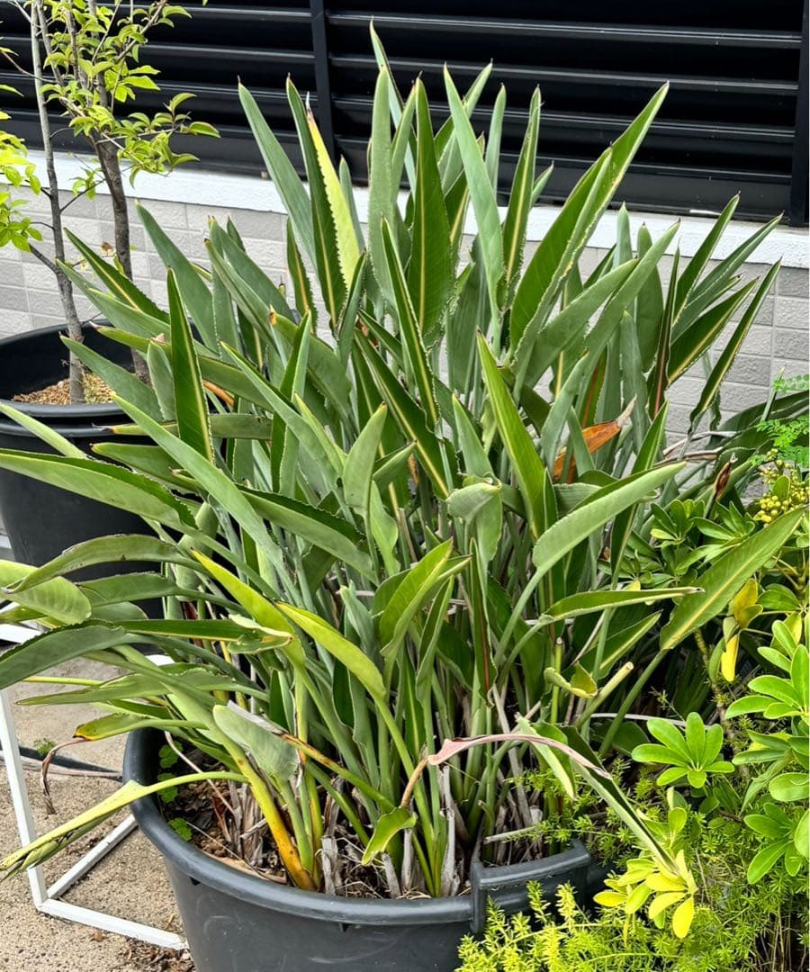 ストレリチア・レギネ（極楽鳥花）　約15株の鉢植　ユッカ　ロストラータ　アガベ