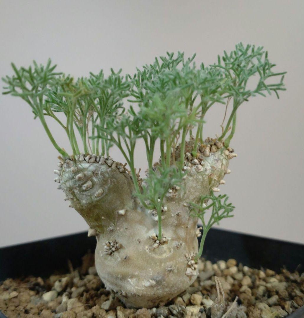 モンソニア ペニクリナム M.peniculinum 美株