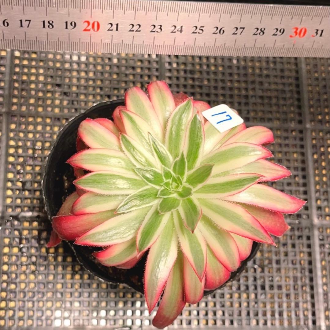 17#多肉植物アエオニウム錦❤️フェニックススーパーホワイト錦❤️1頭12cm拔き苗