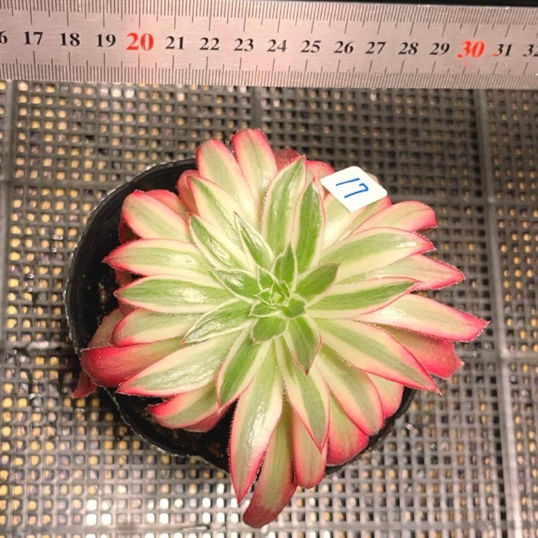 17#多肉植物アエオニウム錦❤️フェニックススーパーホワイト錦❤️1頭12cm拔き苗
