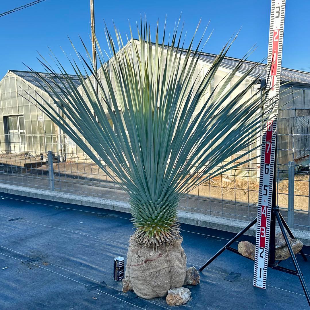 ユッカ ロストラータ（樹高:約120cm）Nov34