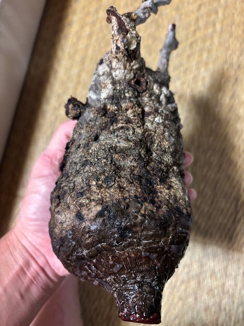 良型‼️ 塊根植物　オペルクリカリア　パキプス　現地球　ベアルート　チャレンジ株