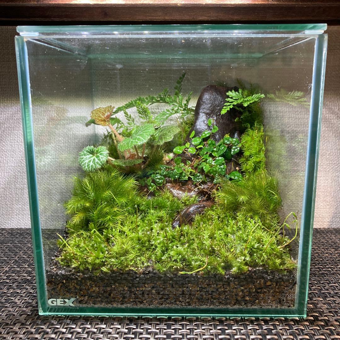 苔テラリウム　No.５２３