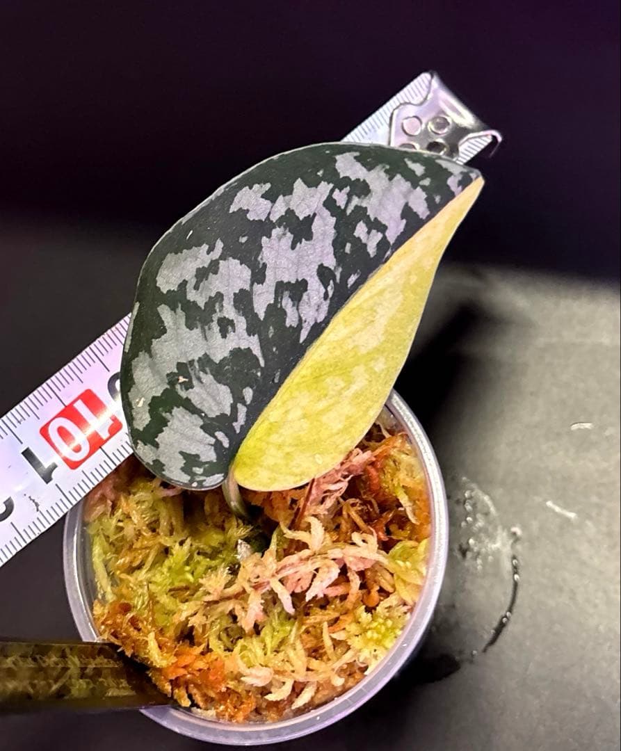 スキンダプサス　綺麗な斑入り　セットB2