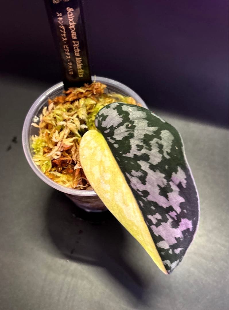 スキンダプサス　綺麗な斑入り　セットB2