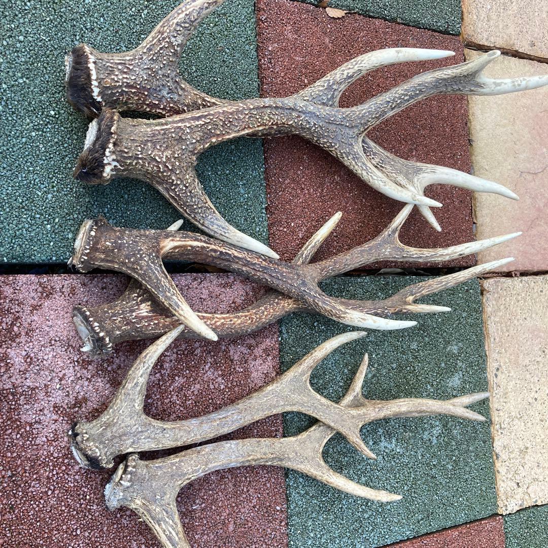 鹿の角 インテリア装飾