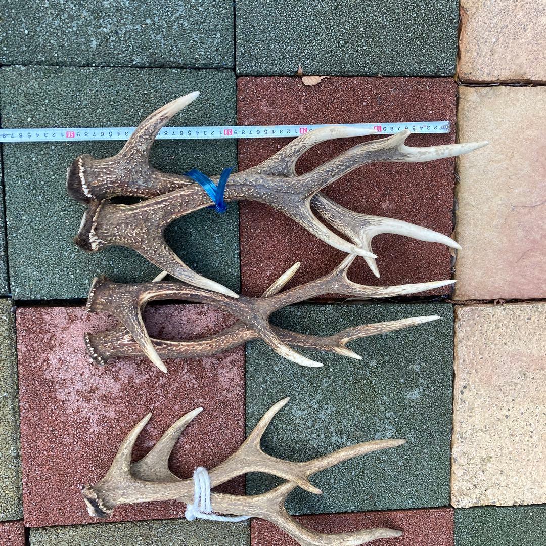 鹿の角 インテリア装飾