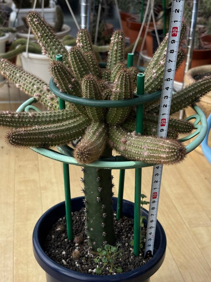 【つぼみ付き】多肉植物 花サボテン　白檀 トゥルーディ （袖ヶ浦接ぎ木）