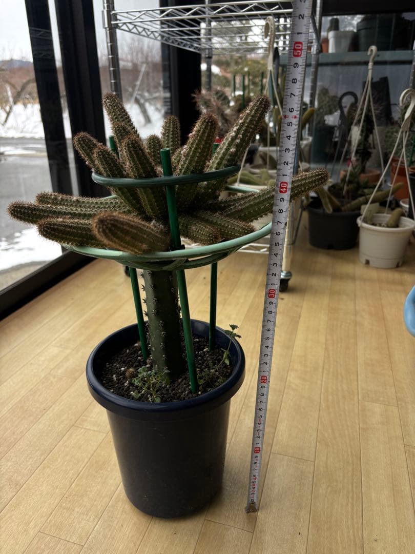 【つぼみ付き】多肉植物 花サボテン　白檀 トゥルーディ （袖ヶ浦接ぎ木）