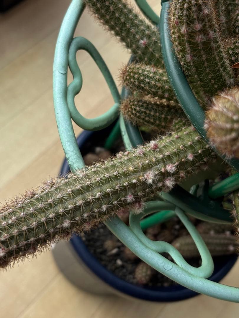 【つぼみ付き】多肉植物 花サボテン　白檀 トゥルーディ （袖ヶ浦接ぎ木）