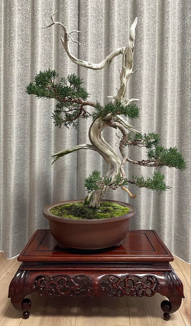 真柏　山木　天神が魅力的な山採り