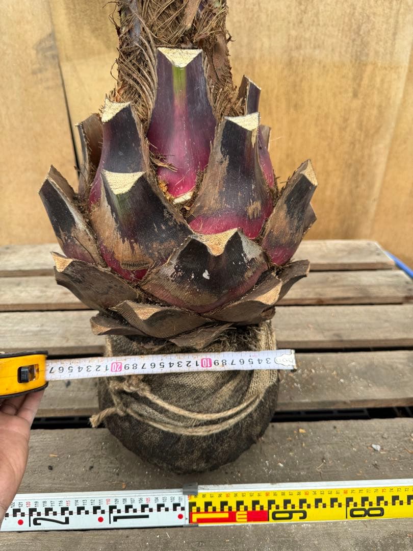 N*様 ココスヤシシルバーリーフ【極太】葉先130cm幹回り50cm 幹高15c