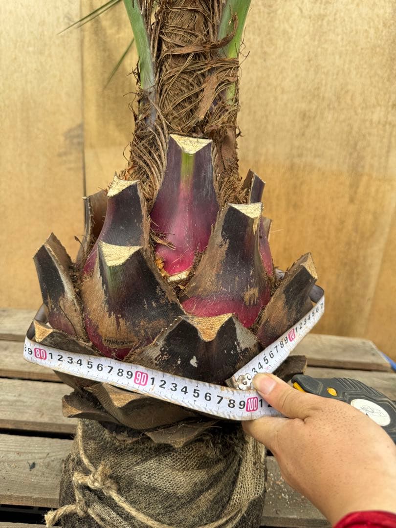 N*様 ココスヤシシルバーリーフ【極太】葉先130cm幹回り50cm 幹高15c