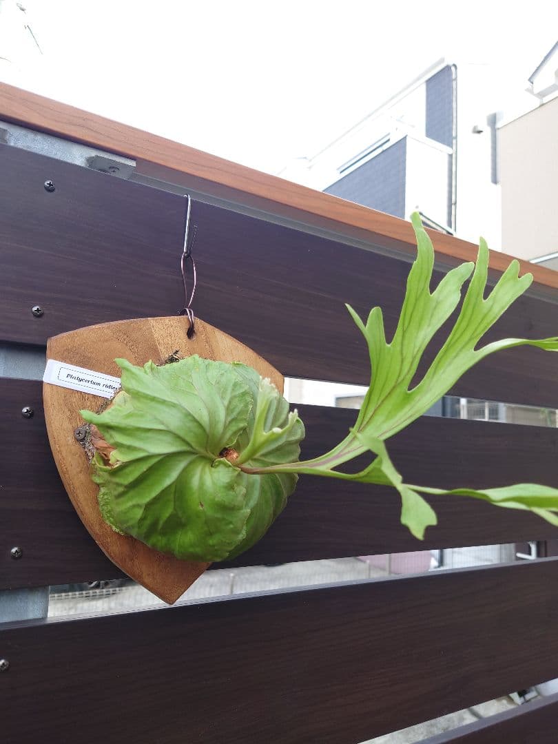 リドレイ　ハンティングボード付け