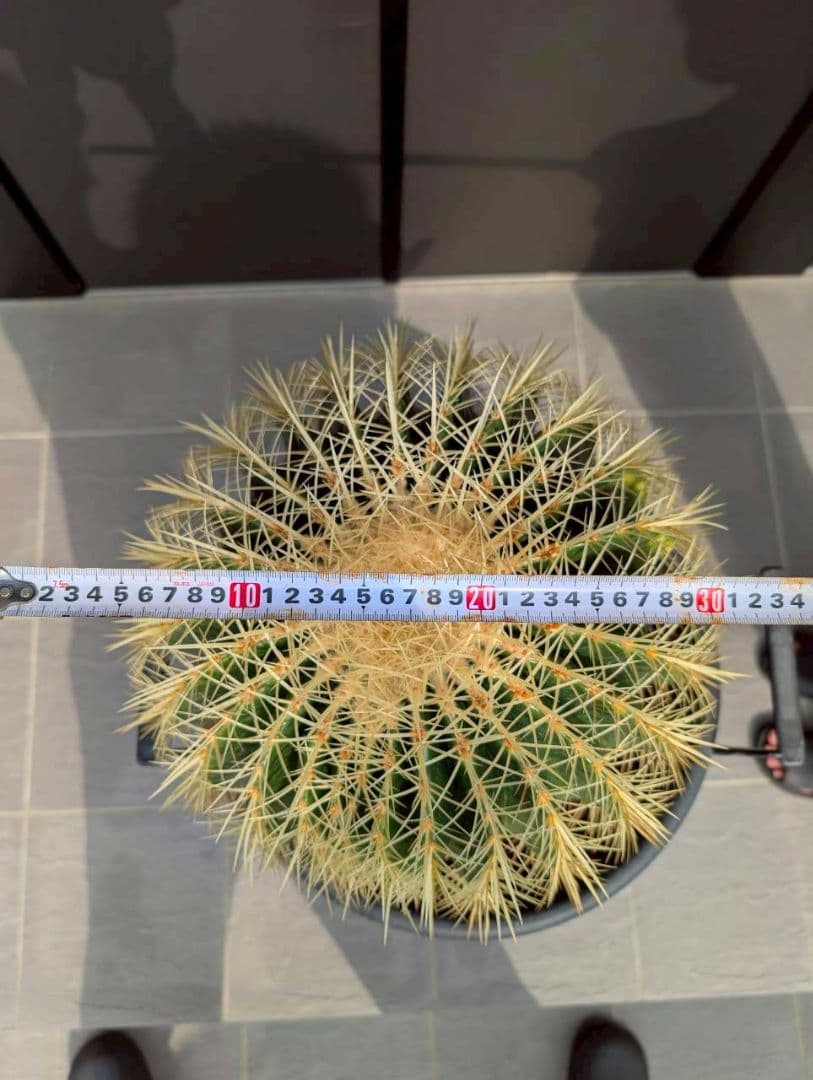 15号金鯱サボテン【2月最終値引き１万円】AA