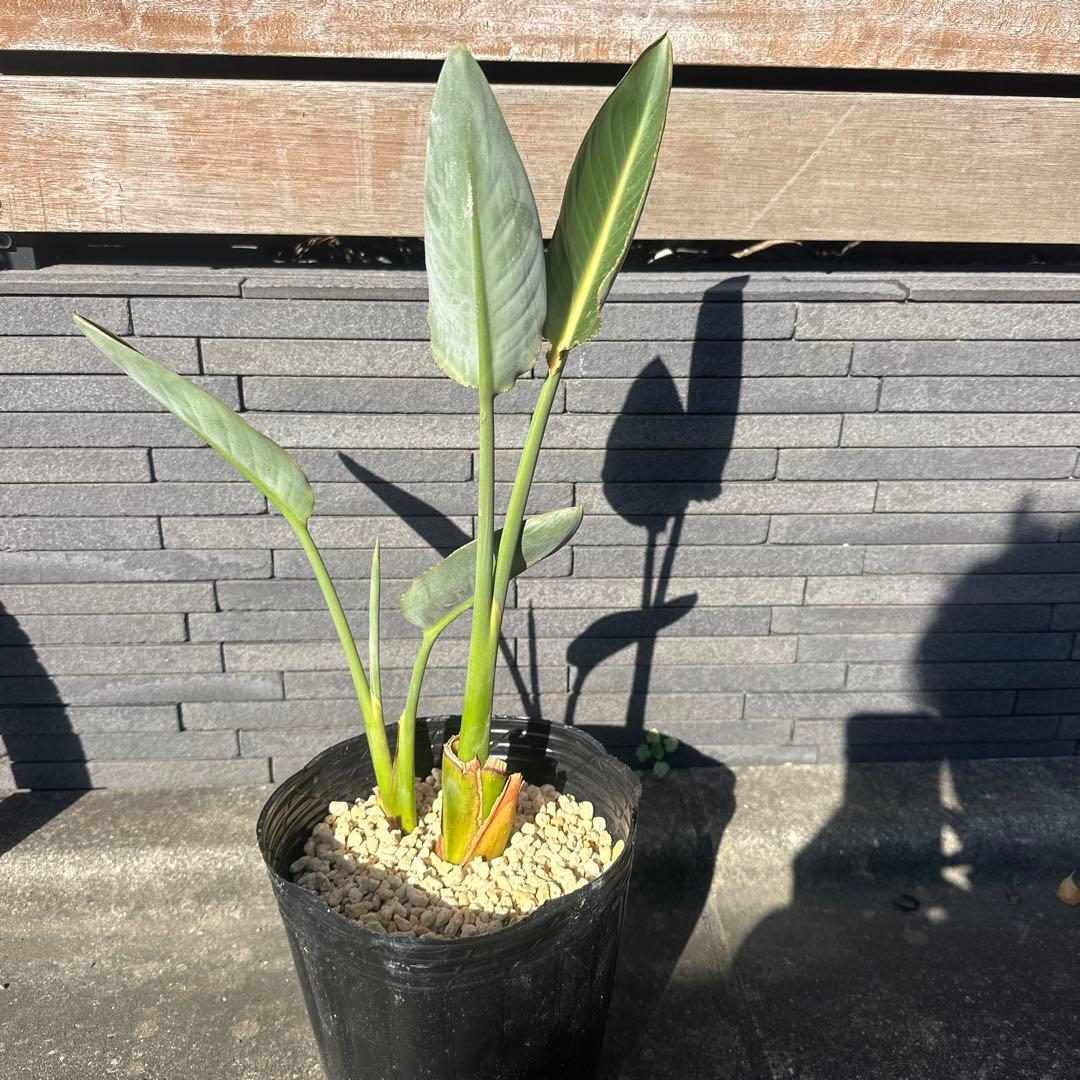 ストレリチア　オレンジプリンス　レギネー　極楽鳥花　ストレチア　沖縄　ハワイ