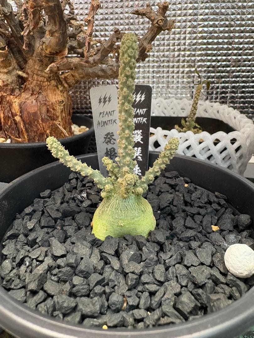 【寒期限定】ドルステニア・ギガスブラータ　実生　美株良型