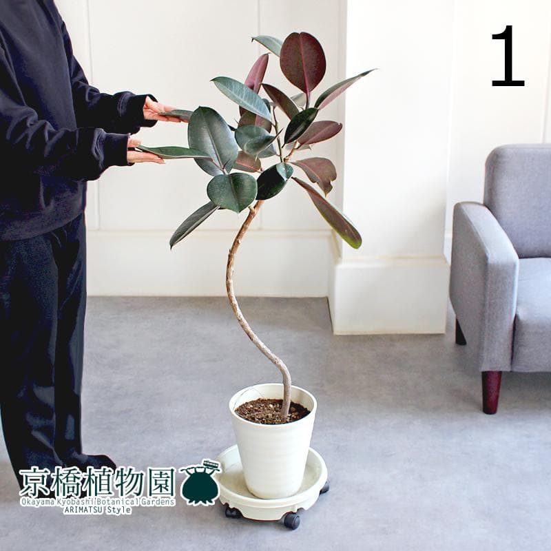 【現品】フィカス・バーガンディ/ブラックフィカス　曲がり　7号　白鉢（1）