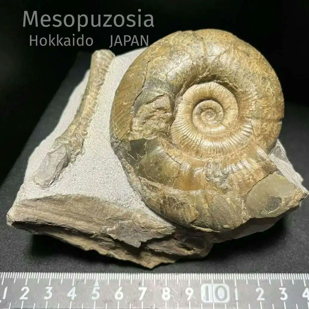 アンモナイト　日本産　北海道　極美麗　クリーニング最高