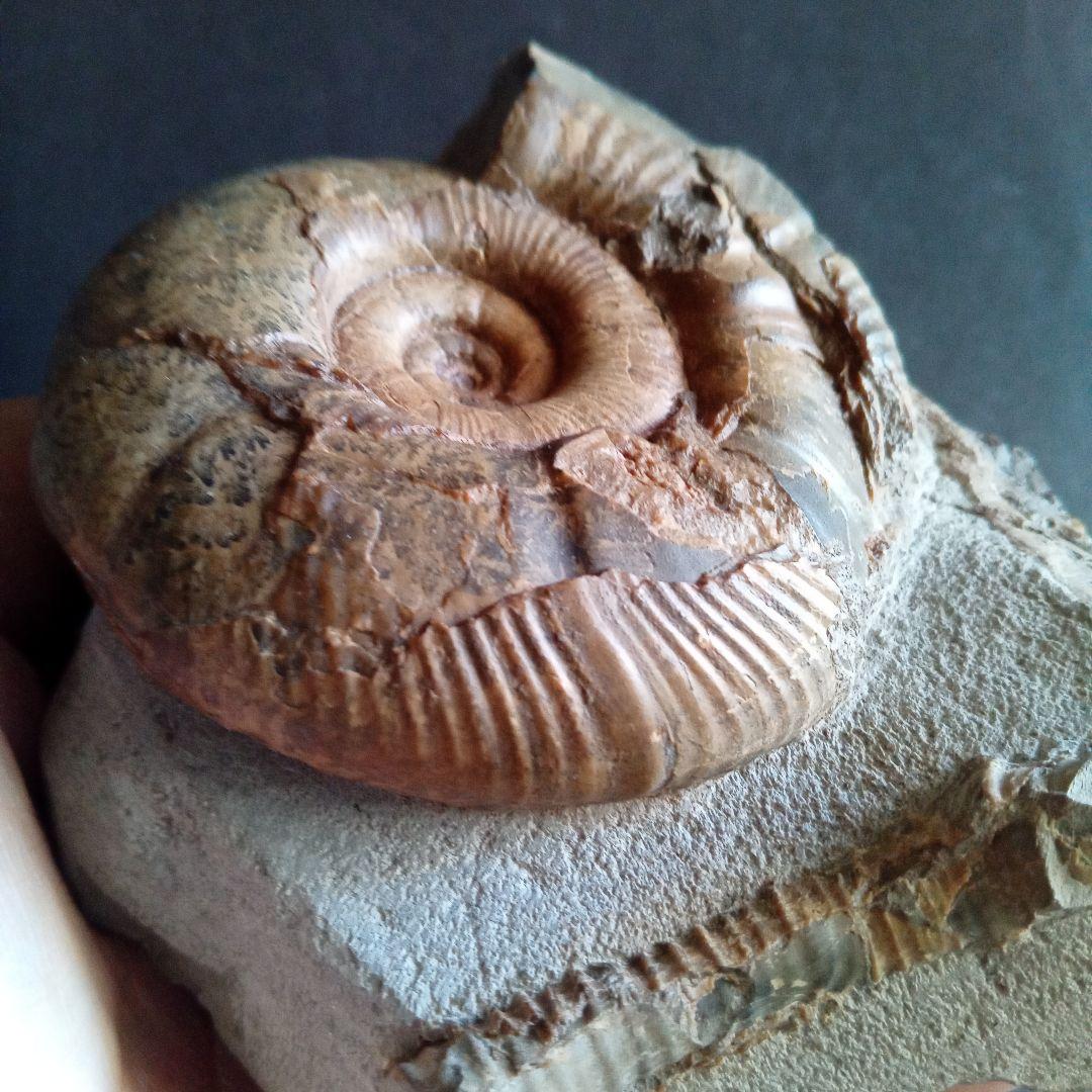 アンモナイト　日本産　北海道　極美麗　クリーニング最高