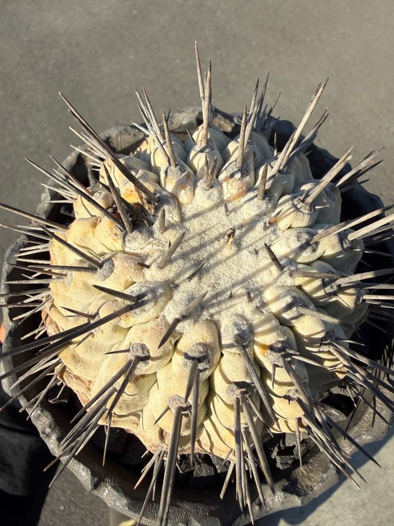 黒王丸　シネレア　コピアポア　copiapoa 強刺　コレクション株　鉢付き