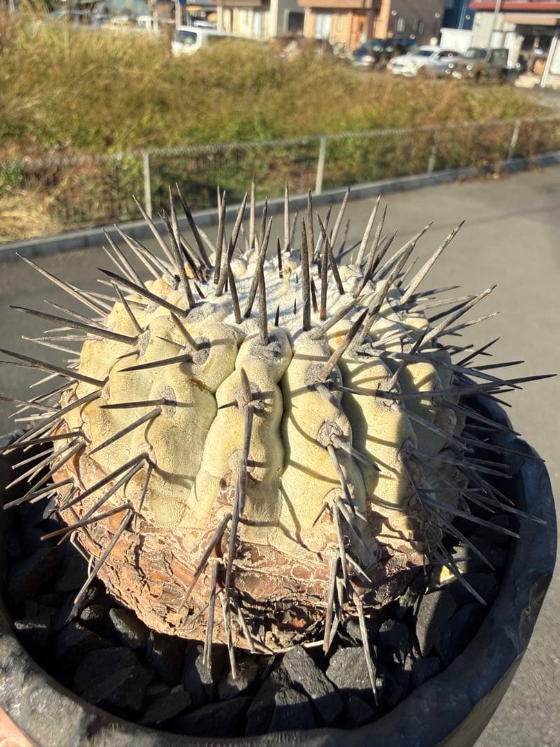 黒王丸　シネレア　コピアポア　copiapoa 強刺　コレクション株　鉢付き