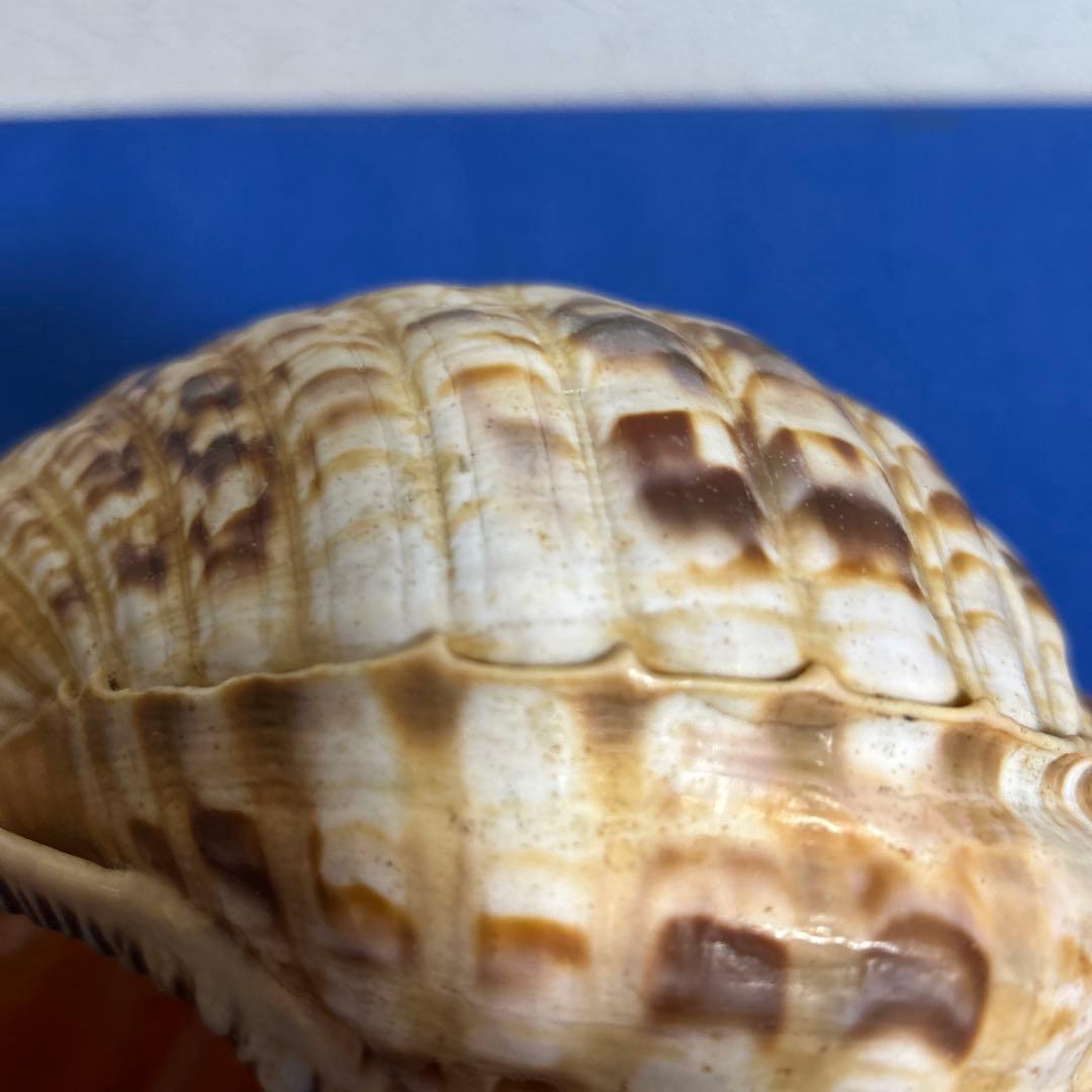 ホラ貝　33㎝　美品