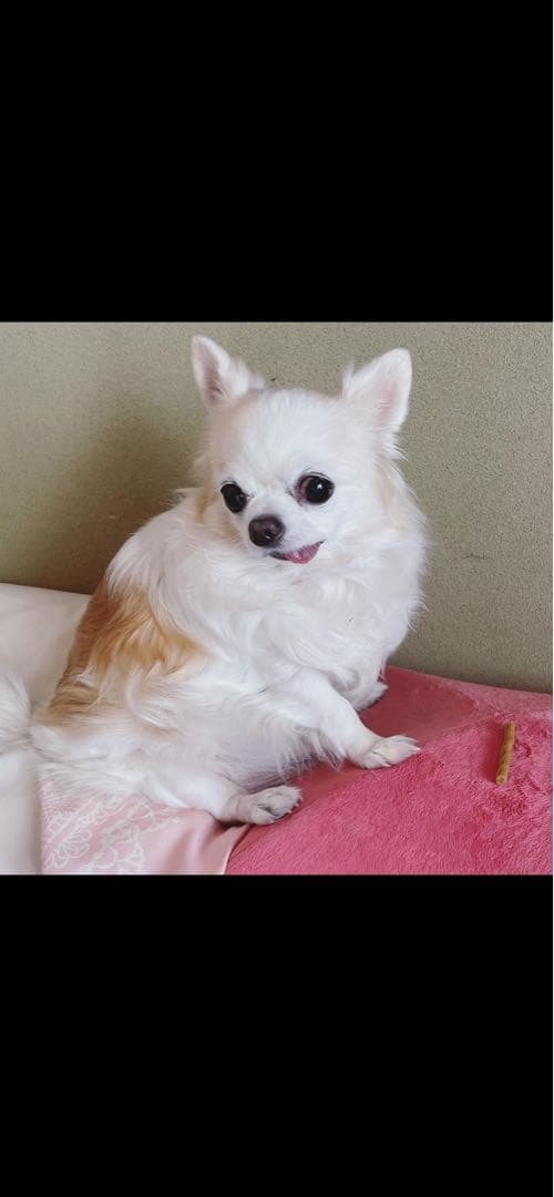 画像確認用　伏せポーズ