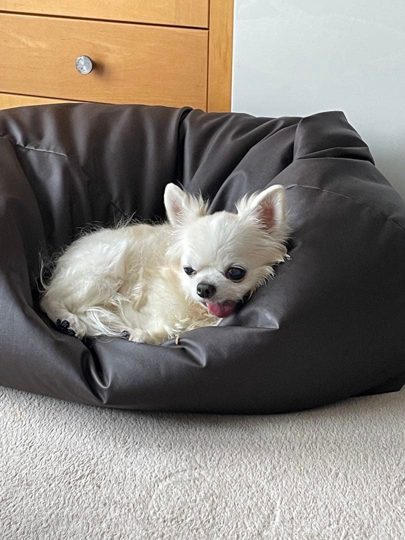 画像確認用　伏せポーズ