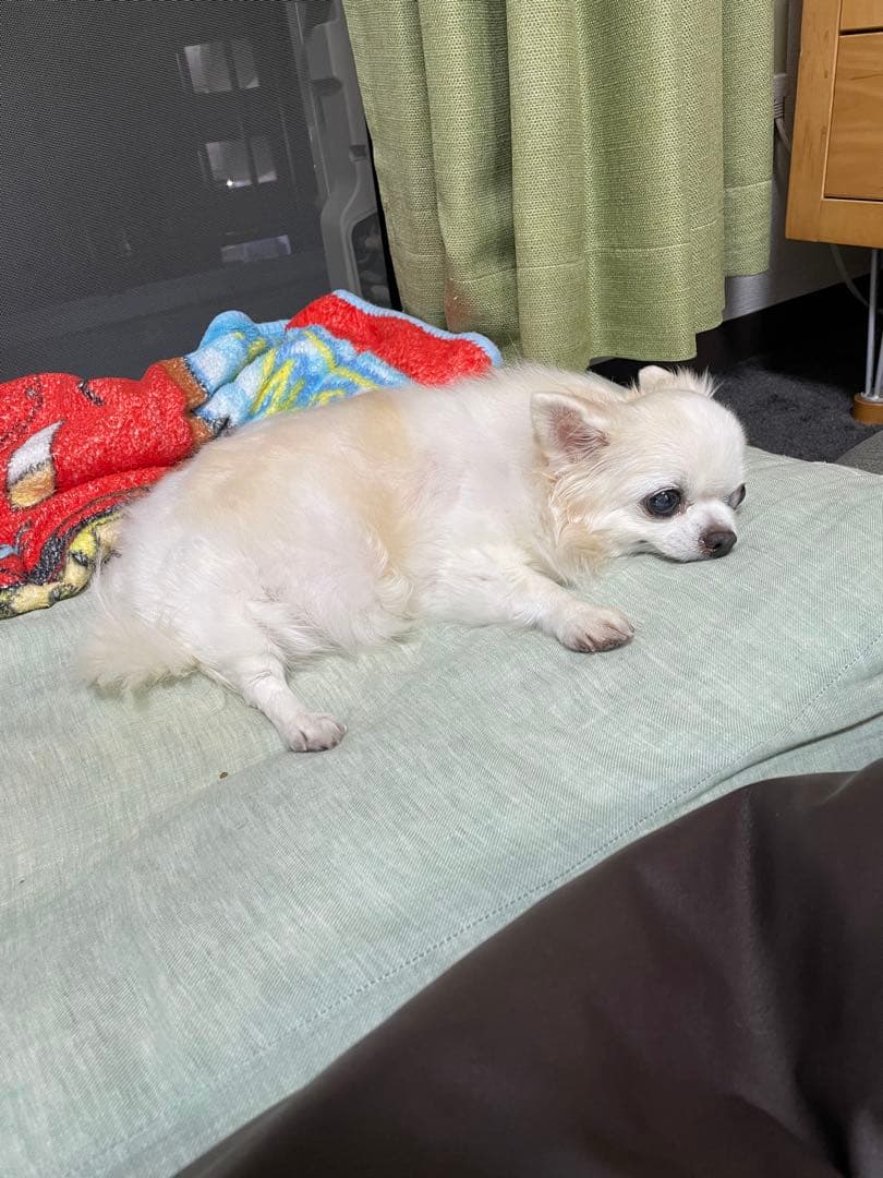 画像確認用　伏せポーズ